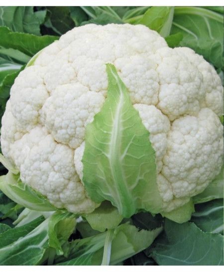 Skywalker F1 (2500 seminte) conopida cu un sistem radicular viguros si inflorescente compacte fine culoare alb-stralucitor, Bejo