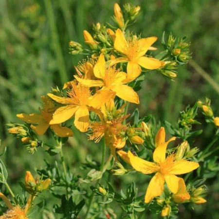 Sunatoare Medicinala (1000 seminte) de planta perena sunatoare, Agrosem