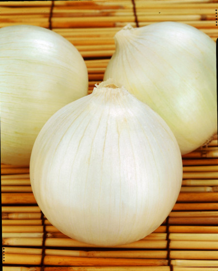 Tonda Musona (100 grame) seminte ceapa de legatura, Profit Seeds