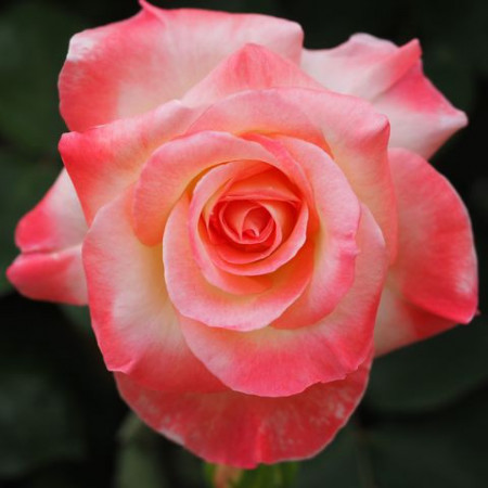 Trandafir Teahybrid Princesa, butasi de trandafiri cu flori mari, foarte parfumate, intr-o combinatie exceptionala de galben-crem si rosu-coral, Yurta