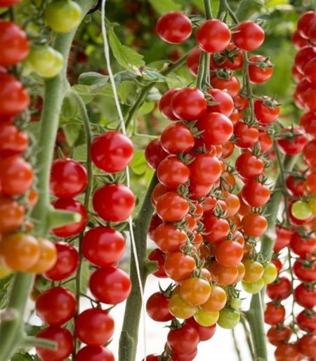 Tredicy F1 (500 seminte) rosii tip cherry legare foarte buna gust excelent, Syngenta