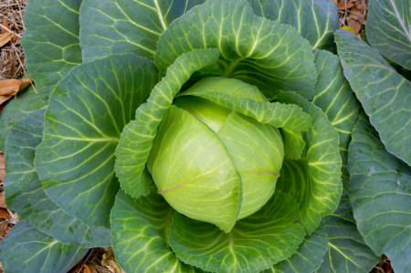 Varza Brunswick (800 seminte) varza de toamna soi semitardiv, capatani turtite, Agrosem