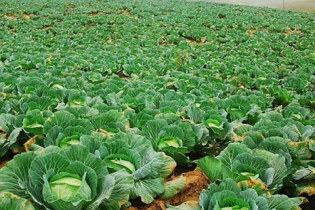Varza de Buzau (500 seminte) de varza de toamna de Buzau, 4 Agro