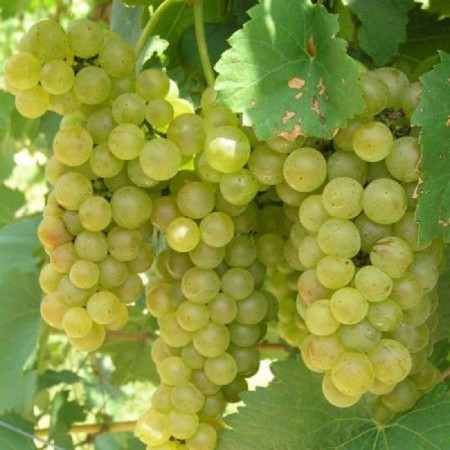 Vita de vie Feteasca Regala, butas de vita de vie soi cu boabe verzi-galbui, zemoase, potrivite pentru vinuri spumante, Yurta