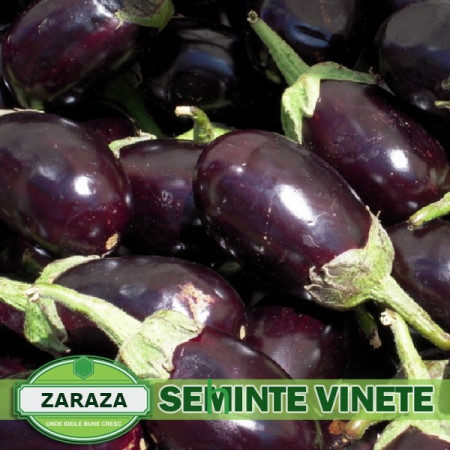 Zaraza (1000 seminte) de vinete soi romanesc semi-timpuriu, SCDL Buzau