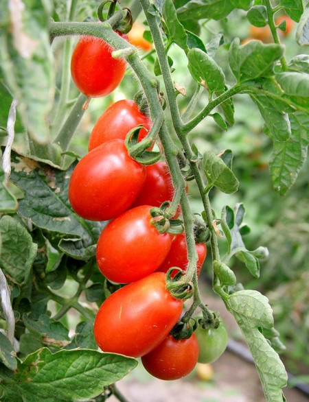 Alya IZK (60 seminte) tomate tip cherry oval alungite, gust echilibrat dulce-acru, de la IZK Bulgaria