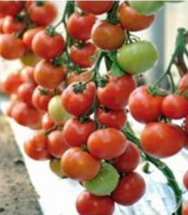 Arbason F1 (500 seminte) rosii ce se preteaza cultivarii in spatii inchise cu crestere viguroasa ce ofera productii mari de fructe de culoare rosie, Enza Zaden