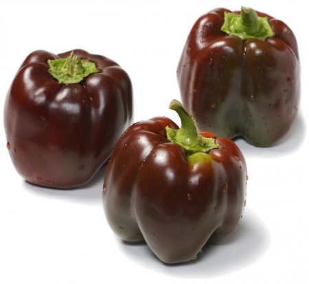 Ardei gras Sweet Chocolate (30 seminte) culoare atractiva, gust deosebit, soi extratimpuriu, Agrosem