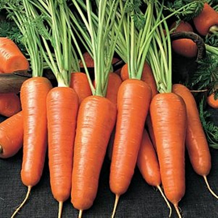 Aurantina F1 (100.000 seminte) de morcovi cu forma cilindrica spre conica avand o maturitate deplina la 120 de zile, Takii Seeds