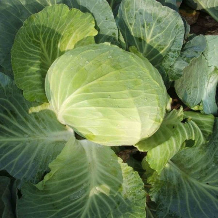 Autumn King F1 (TCA 542) (2500 seminte) de varza cu fructe plate si frunze subtiri fiind cel mai utilizat hibrid de catre fermieri, Takii Seeds