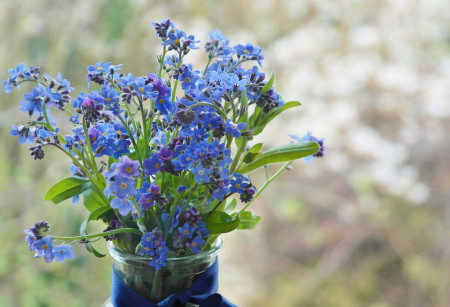 Bee Happy - Flori de Nu ma uita (0.15 grame) seminte de flori mici albastre, Laktofol