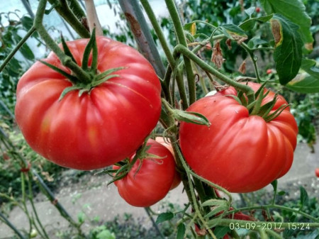 Beefmaster F1 (30 seminte) tomate fructe foarte mari tip gigant, pulpa carnoasa, ferma si dulce tip Beef, Agrara