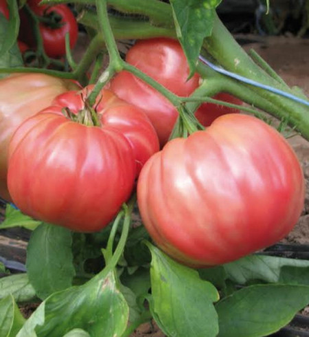 Belmonte F1 (20 seminte) tomate roze-violet hibrid cu crestere nedeterminata tip Beef, Esasem