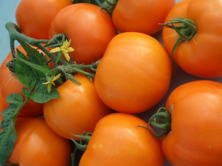 Bendida F1 (250 seminte) tomate Bendida semitimpurii culoare portocaliu intens, Geosem