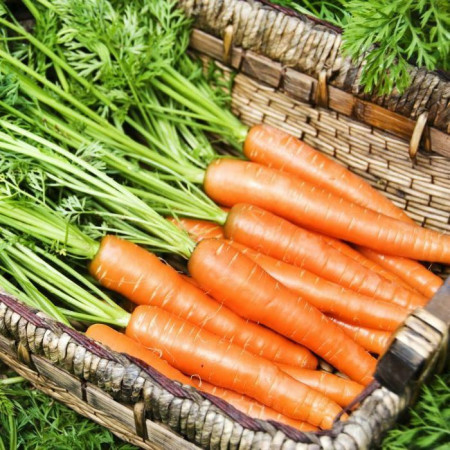 Berlicum (1 kg) seminte morcovi soi semi-tardiv, Agrosem