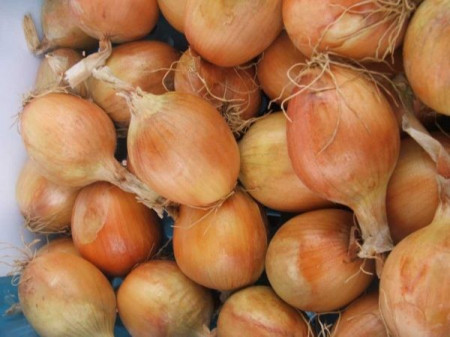 Bonus F1 (250.000 seminte) de ceapa timpurie 98-100 zile cu bulbi aproape perfect rotunzi de culoare maro auriu stralucitor productie mare de 60-90 tone/ha, Takii Seeds