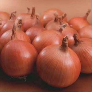 Bosko F1 - 250.000 sem - Seminte de Ceapa galbena brun pentru pastrare forma globuloasa de la Syngenta