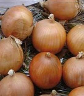 Buenavista F1 (250.000 seminte) ceapa ce prezinta o buna adaptabilitate la diferite conditii climatice de culoare aurie si forma globuloasa destinata consumului in stare proaspata si pastrarii pe un termen de la 4 pana la 6 luni, Enza Zaden