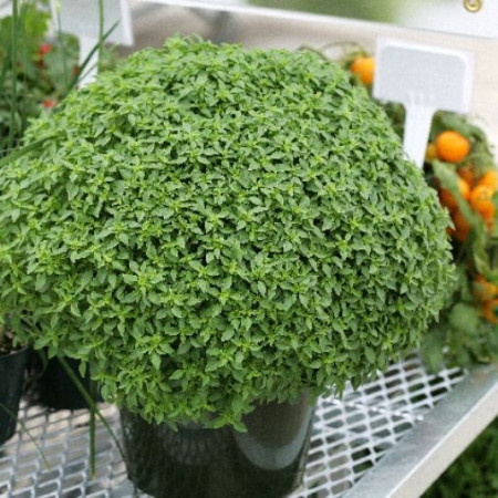Busuioc mic Greco a Palla (650 seminte) de busuioc cu tufa mica, cu frunze aromate