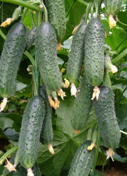 Capricorn 311 F1 (500 seminte) castraveti cornichon partenocarpic, Yuksel Seeds