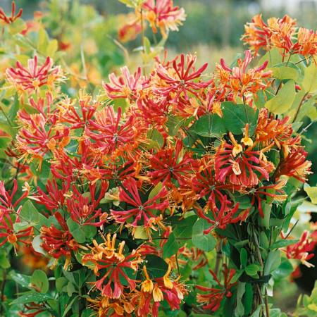 Caprifoi Lonicera Goldflame (1 m in ghiveci de 2 L), tufa ornamentala cataratoare "Mana Maicii Domnului" cu flori foarte parfumate, roz cu galben-portocaliu