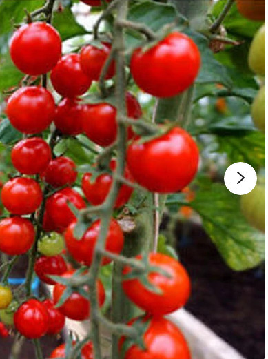 Charmant F1 (30 seminte) de rosii semi-timpurii, soi pretuit pentru fructele dulci si delicioase, Seklos