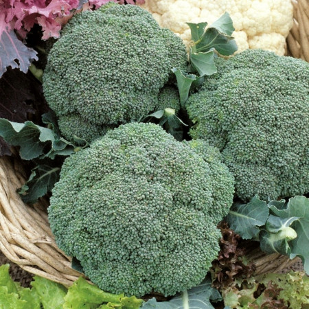 Chevalier F1 (1000 seminte) broccoli semitimpuriu, Seminis