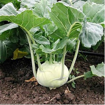 Cindy F1 (2500 seminte) gulie (gulioare) cu foliaj sanatos pozitie verticala chiar si in conditii de lumina redusa cu bulb aplatizat de culoare verde fara tendinta de lignificare, Rijk Zwaan