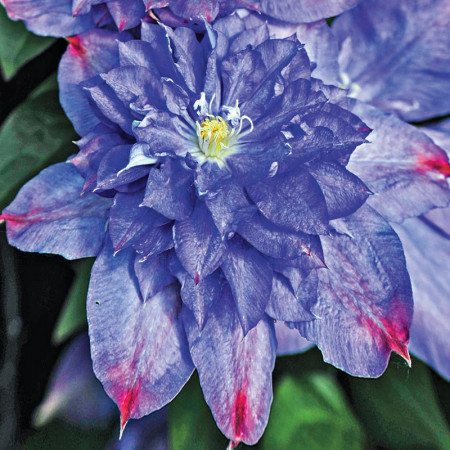 Clematite Blue Explosion (1.5 m in ghiveci de 2 L) tufa ornamentala cataratoare Clematis, care produce 2 tipuri diferite de flori: duble albastre cu margini roz si simple de culoarea lavandei