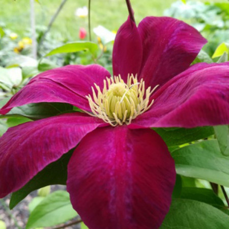 Clematite Hoshi-no-Flamenco (1.5 m in ghiveci de 2 L), tufa ornamentala cataratoare Clematis, clematita japoneza cu flori mari, rosii si centrul galben luminos