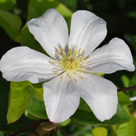 Clematite John Huxtable (1.5 m in ghiveci de 2 L) tufa ornamentala cataratoare Clematis, cu flori mari, albe si stamine galbene