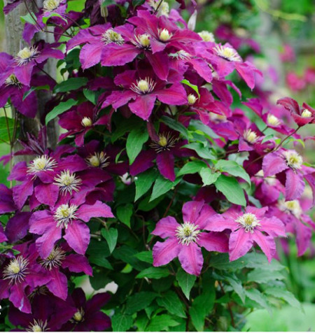 Clematite Lech Kaczynski (1.5 m in ghiveci de 2 L) cu petale rosu visinii spectaculoase, cataratoare Clematis