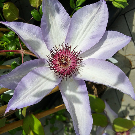 Clematite Misayo (1.5 m in ghiveci de 2 L), tufa ornamentala cataratoare Clematis, hibrid japonez cu flori mari, intr-o combinatie speciala de roz-violet pe margini si alb-roz in centrul petalelor