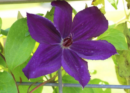 Clematite Moniuszko (1.5 m in ghiveci de 2 L), tufa ornamentala cataratoare Clematis, hibrid polonez cu flori mari, catifelate, de culoare mov inchis