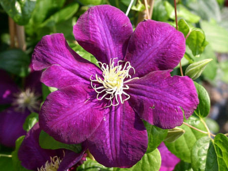 Clematite Monte Cassino (1.5 m in ghiveci de 2 L), tufa ornamentala cataratoare Clematis, cu flori mari, catifelate, colorate in rosu-magenta cu centrul galben