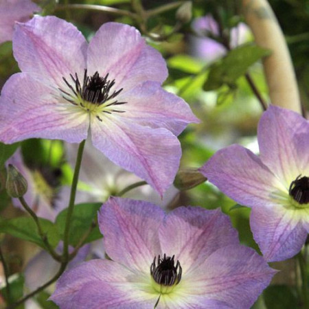 Clematite Morning Sky (1.5 m in ghiveci de 2 L) tufa ornamentala cataratoare Clematis, cu flori mari, intr-o combinatie superba de roz si violet