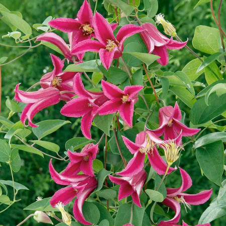 Clematite Princess Diana (1.5 m in ghiveci de 2 L), tufa ornamentala cataratoare Clematis, cu flori uimitoare in forma de lalea de culoare roz stralucitor si fructe pufoase decorative toamna si iarna