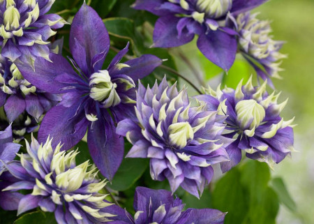 Clematite Taiga (ghiveci 2 L) cu flori mov-violet puse in evidenta de accente crem-verzui aflate pe varfurile petalelor ascutite, cataratoare Clematis