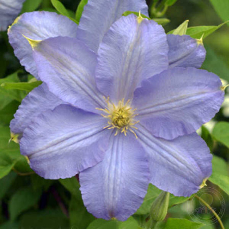 Clematite Vistula (1.5 m in ghiveci de 2 L) tufa ornamentala cataratoare Clematis, cu flori mari, colorate in violet-albastrui si stamine galbene