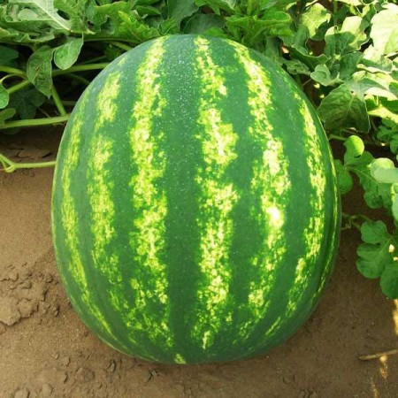 Colosseo F1 (250 seminte) pepene verde tip Crimson, Seminis
