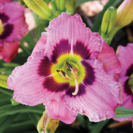 Crin Hemerocallis Always Liberty (ghiveci 1,5 L), crin de o zi cu flori gofrate, culoare visiniu inchis, purpuriu si galben