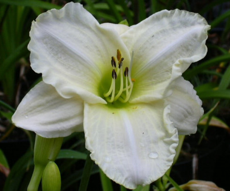 Crin Hemerocallis White Temptation (ghiveci 1,5 L), crin de o zi cu flori mari, delicate, culoare alb-cremos
