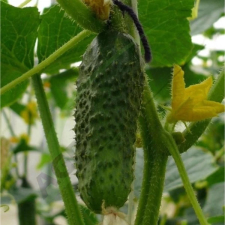 Crx 20014 F1 (400 seminte) cornison cu tepi, timpurietate medie, flori femele, Cora Seeds