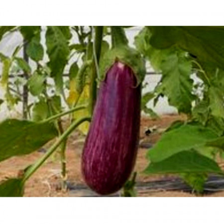 Dafne F1 (500 seminte) de vinete cu fruct oval-alungit lungime de 17-20 cm si greutate de 250-300 gr ce se caracterizeaza printr-un gust excelent, Esasem