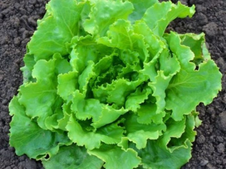 Deliane F1 (10 gr) seminte salata verde tip capatana cu perioada de productie toamna-iarna, Clause