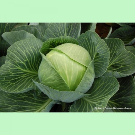 Delight Ball F1 (5 gr) seminte varza alba extratimpurie, Mikado