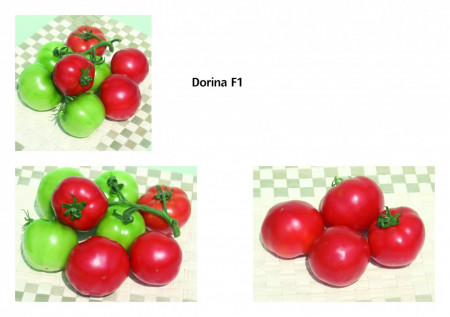 Dorina F1 (1000 Seminte) de rosii bulgaresti profesionale, Gesoem