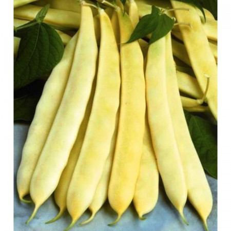 Fasole Pastai Maravilla de Venezia (Minunea Venetiana) - 50 gr - Seminte de Fasole Pastai de la Florian