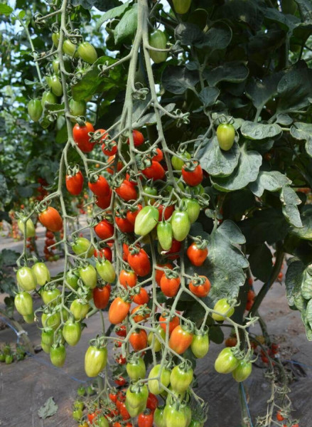 Ferdinand F1 (250 seminte) tomate cherry timpurii, fructe aromate datorita gradelor de brix (continut de zahar 8 - 9), Fito Semillas
