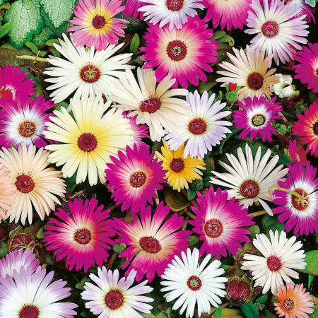 Floare de cristal mix (1 g), seminte de plante anuale cu flori in culori vii, asemanatoare margaretelor, Opal